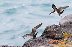 Galapagos Shearwater